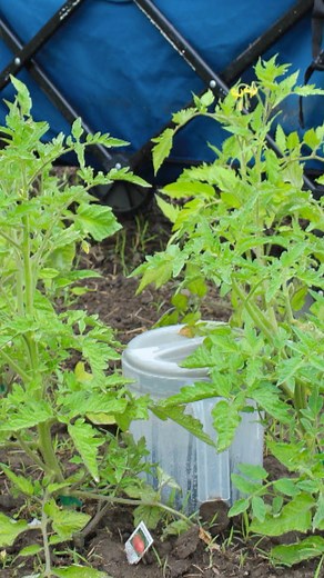 Shelby Township Parks & Recreation has a new community garden. #shelbytownship #reels #reelsfeed #seniors #garden | Shelby TV