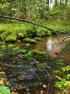 72K views · 2.5K reactions | Sons relaxante da natureza | Fauna e flora | Facebook