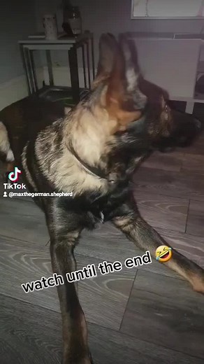 🤣🤣🤣 #maxthegermansherperd#czechshepherds#germanshepherdlover#germanshepherdlife#germanshepherds#germanshepherd #germanshepherddog#gsdpuppy