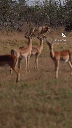 “Every morning in Africa, a gazelle wakes up, it knows it must outrun the fastest lion or it will be killed. Every morning in Africa, a lion wakes up. It knows it must run faster than the slowest gazelle, or it will starve. It doesn’t matter whether you’re the lion or a gazelle-when the sun comes up, you’d better be running.” - Christopher McDougall 🎥 Tim Prettejohn #dulini #lion #malelion #safari | Dulini