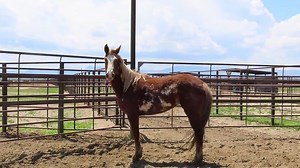 11K views · 215 reactions | Did you know? You can adopt a wild horse or burro online and arrange for pick-up at one of several designated locations across the country. This 9-year-old mare was gathered from an overpopulated herd in Southwest Wyoming. She's available for adoption to a qualified home, with bidding starting at $125. Submit your application today to be approved before bidding ends on June 27. ➡https://wildhorsesonline.blm.gov/ | BLM Wild Horse & Burro Program | Facebook