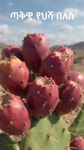 ከ70-80 ቁምፊዎች የተጠበቀ ርዕስ)​Prickly Pear Life Cycle 3D AI Time-Lapse 🌵 دورة حياة التين شوكي #shorts