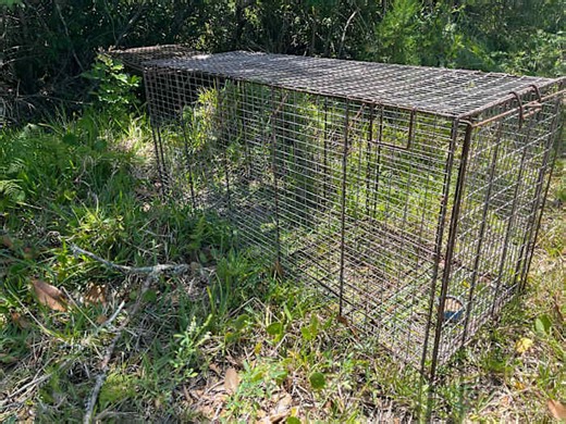 Ring camera captures officer firing at coyote in Florida. Here’s what you need to know after multiple attacks