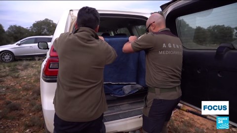 Bouncing back: Spain's Iberian lynx saved from extinction