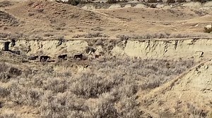 24K views · 1.7K reactions | Here is another video of Satellite’s band. When we left them today, they were on their way toward where Red Face’s band was. Satellite and Red Face often hang out together. We will see what tomorrow brings! As always...stay tuned! Thank you for your support! www.chasinghorses.com | Chasing Horses | Facebook