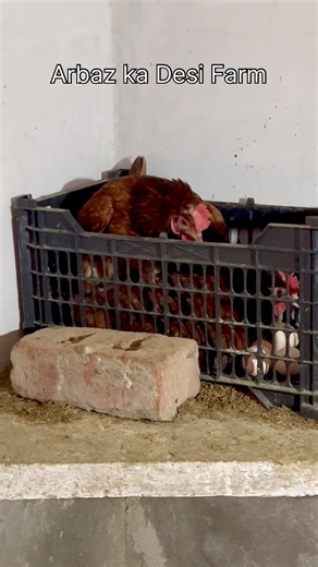 Why Did My Hen Lay a Tiny Egg? 🥚 (Is This Normal?)