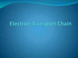 PPT - Electron Transport Chain PowerPoint Presentation, free download - ID:5678682