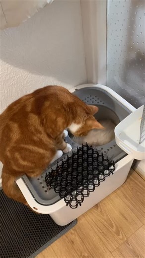 Tokki & 🐻‍❄️ on Instagram: "What are you doing here 🌚 - #catsofinstagram #cats_of_instagram #catsofig #catstagram #instacat #catoftheday #gingercat #orangecat #黃貓 #橘貓 #ragdoll #布偶猫"