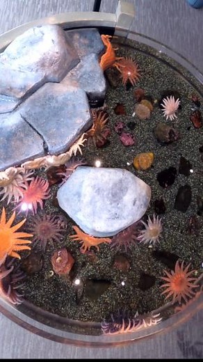 Take a look at this timelapse of the sunflower sea stars exploring their new "big circle" habitat at the Rocky Coast Discovery Pools! Sunflower sea stars are one of the largest sea stars in the world and were once very common along the Pacific Coast of North America. The species has had a sharp decline in recent years due to sea star wasting disease, which killed more than 90% of sunflower sear stars from 2013 to 2017. NOAA considers the event one of the largest marine wildlife disease outbreaks