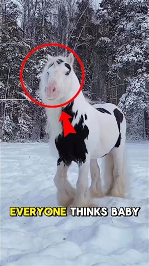 You Won’t Believe What Baby Horses Do Right After Birth