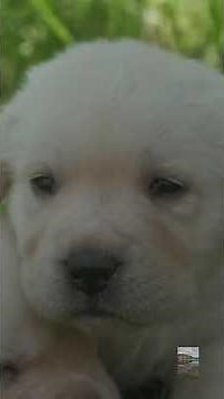 Labrador Retrievers: More Than Just a Family Pet