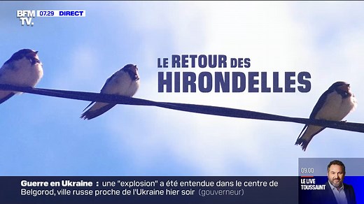 Le retour des hirondelles : Le régime alimentaire des hirondelles. Dans ce nouvel épisode découvrez combien d'insectes l'hirondelle est capable de manger par jour ! 💪 🎥 Suivez la nidification en direct ▶ https://you.lpo.fr/dg6a7 Opération en partenariat avec BFMTV et avec le soutien de l' Office français de la biodiversité #leretourdeshirondelles | LPO France