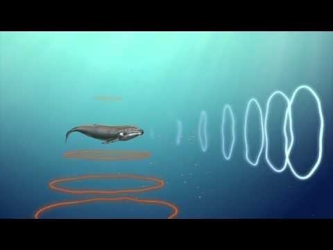Whale communication affected by man-made noise