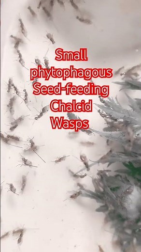 Small Phytophagous Seed-feeding Chalcid Wasps, Chalcidoidea, Hymenoptera. Kyiv, Ukraine.