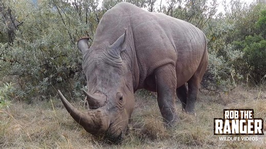 Why the Mara Rhino Project Sanctuary is so important