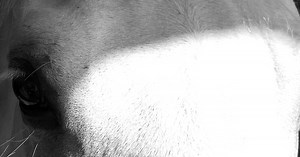 Histoire de relations : des chevaux et des hommes