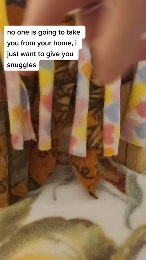 Understanding Guinea Pig Behavior: Tips for a Happy Pet