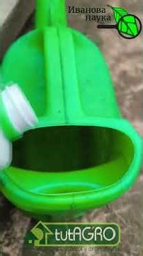 DON'T LET THE WHITEFLY OVERWINTER! How to get rid of whiteflies in a greenhouse and in a garden.