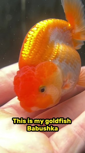 Meet Babushka: The Cutest Goldfish in the Aquarium