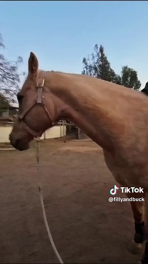 Beginner Horseback Riding: Preparing for a Lesson