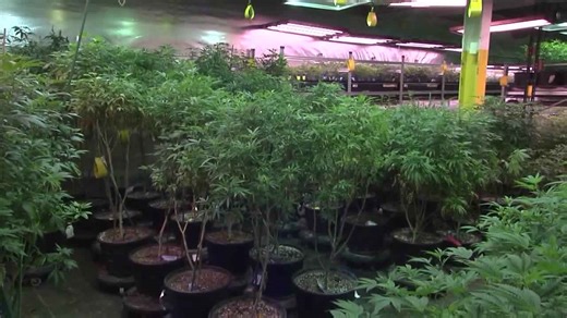 The Trump administration says medical marijuana should be considered a less-dangerous Schedule III drug