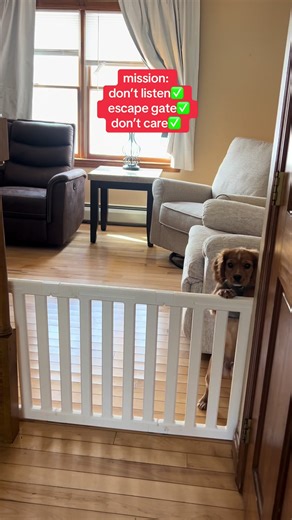 mission completed #puppylife