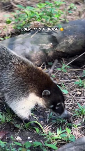 Have you ever been to The Belize Zoo… AT NIGHT? ✨ “The Belize Zoo At Night” is your chance to take a walk on the wild side and become fully immersed in a true nocturnal jungle experience. Even if you’ve visited during the day, the transformation after sunset is absolutely magical. This is your chance to explore the zoo after-hours and meet over a dozen of Belize’s native “creatures of the night”. Ready for an unforgettable adventure? Email frontdesk@belizezoo.org or WhatsApp 501-613-4966 to book