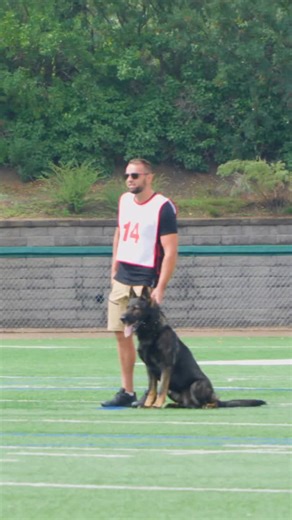 Chiko on his way to a 97 point HIGH protection routine at Canadian German Shepherd Nationals #dogtrainer #fullpower #igpdogs #doglife #dogsofinstagram #germanshepherd | Shield-K9 Dog Training