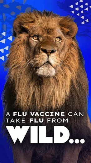 Flu can be wild. But a flu vaccine can shield both you and your cub from flu's more serious symptoms. Ask your health care provider about a flu shot during your pregnancy to protect your baby after birth — when they're too young to be vaccinated. #FightFlu #CDC #PublicHealth | Allegheny County Health Department | Facebook