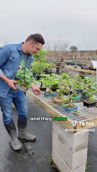 No two are alike 👏 From humble beginnings to stunning cork bark beauty, the Sea Hibiscus is a must-have for any bonsai collector! 🌳 Each tree comes in a pot and varies in color, shape, and size, making every one unique. 🌱 Click the link in our bio to grab yours now for $100 before they're gone! #SeaHibiscus #UnderHillBonsai #BonsaiArtistry #GrowWithUnderHill #BonsaiBeauty #ZenInBonsai #BonsaiInspiration #CraftedByNature #BonsaiCommunity #SculptedNature #BonsaiMagic #GreenThumbLife #BonsaiLove