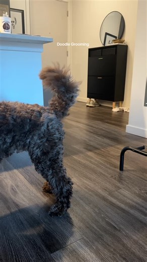 L O U I S🐾 | AUSTRALIAN LABRADOODLE on Instagram: "Step 2: cut floofy tail We like to think of it as a Christmas tree which is what I imagine when I cut it #dogsofinstagram #dogs #labradoodle #dogmom #doggrooming grooming"
