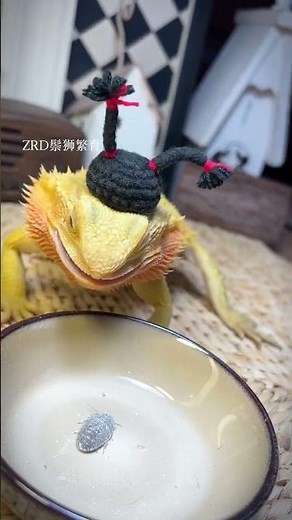 How to Feed Your Bearded Dragon: A Complete Guide