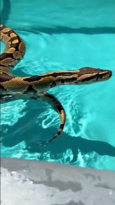🐍🏞️🐍Python In Swimming Pool🐍🏞️🐍 #cartoon #realwaystomakemoneyfromhome #wildlife #snake #nature