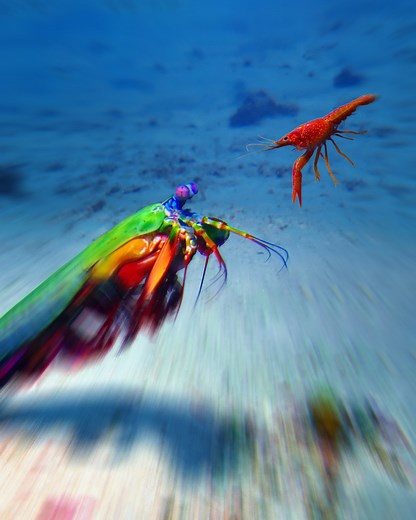 2.3M views · 25K reactions | What secret advantages does each of these shrimps have? | Crazy Creatures | Facebook