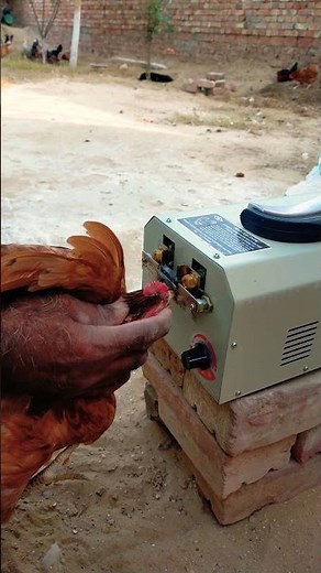 Debeaking in poultry | hen debeaking machine #hen #shorts