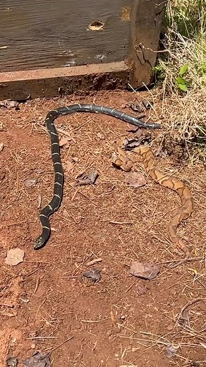 NKFherping | One of the weirdest moments of the spring for me was watching this Eastern Kingsnake crawl out of the grass towards a Copperhead we had... | Instagram