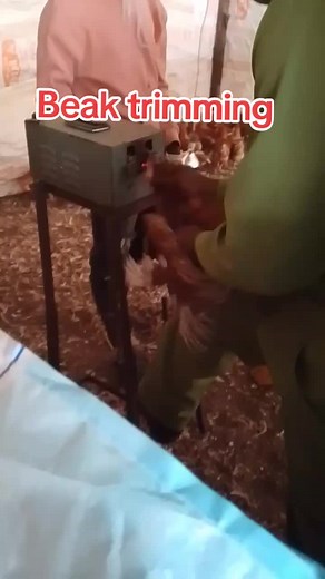 Beak Trimming Techniques for Healthy Chickens