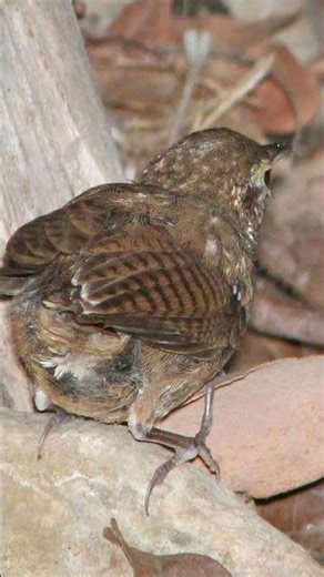 Sinaloa Wren Bird Song Video: Beautiful Nature Sounds