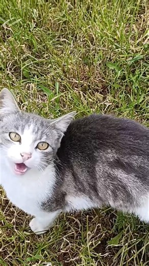 New the best cat videos that are interesting and much loved, kittens videos😻