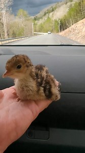 Something new for the farm. The Ridley Bronze turkey is a Canadian heritage breed, renowned for its hardiness and adaptability to cold climates, developed in Saskatchewan. They are considered a distinct breed, with a history of being developed and raised in the harsh prairies, making them particularly well-suited to the Canadian climate. The Ridley Bronze is also valued for its meat quality, with a rich, flavorful taste compared to commercial breeds. Here's a more detailed look: Heritage Breed: 