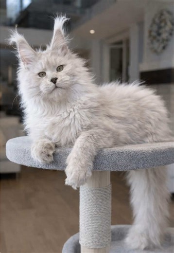 Blue shell boy 🩵🐾 #mainecoon