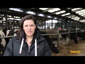 Cow social behaviour - brought to you by AHDB Dairy