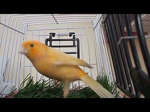 female canary singing