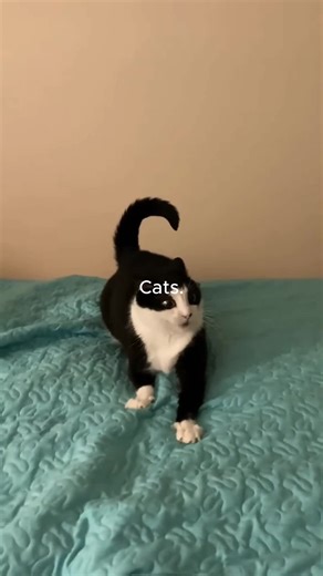 Discover Cute Cats on TikTok