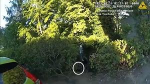 In the middle of an arrest, officers, along with the suspect, were stung by bees and wasps. The suspect took off, leading cops on a chase into the woods. All the wrestling in the woods managed to disturb the nests. The suspect was taken to the hospital to be treated for stings before being booked into jail. | Inside Edition