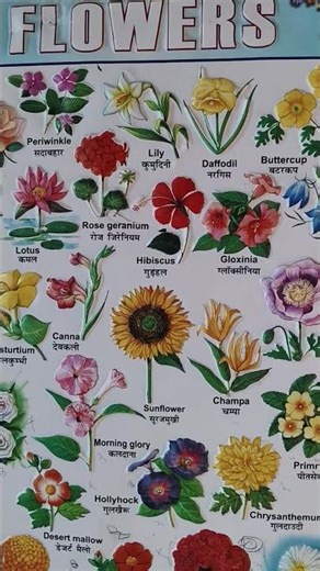 Different types of flowers/ flowers name