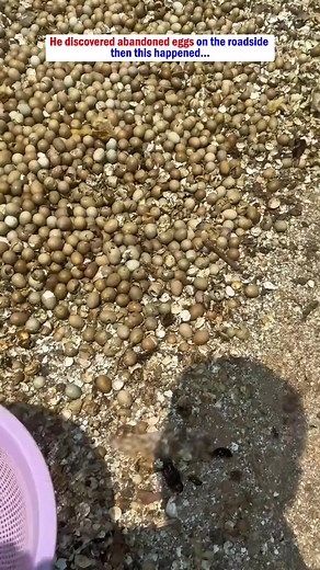 Rescuing a Poor Baby Quail