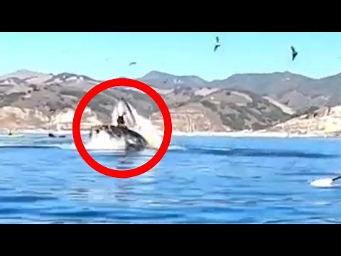 Wal verschluckt Menschen bei lebendigem Leib: Video zeigt Vorfall!