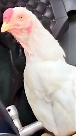 #roostersound #roostercrowing #roostercall