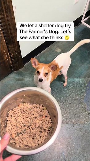 We tried The Farmer’s Dog with one of our shelter dogs 🐾